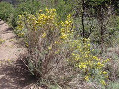 Oedera dieterlenii
