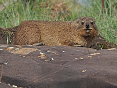 Procavia capensis capensis