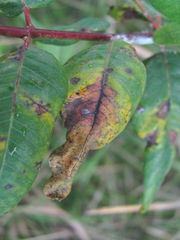 Dothideomycetes