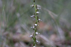 Prasophyllum brevilabre
