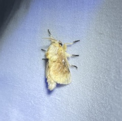 Megalopyge opercularis