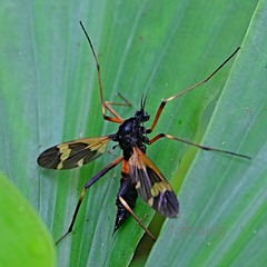 Pselliophora flavibasis