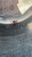 Scotophaeus blackwalli