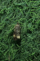 Endothenia