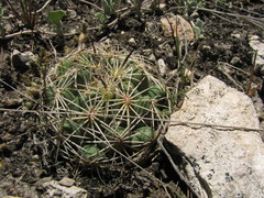 Coryphantha radians