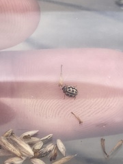 Tytthaspis sedecimpunctata