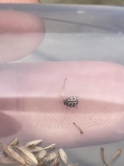 Tytthaspis sedecimpunctata