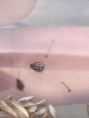 Tytthaspis sedecimpunctata