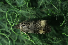 Endothenia