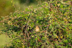 Saxicola rubetra