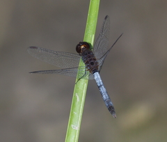 Erythrodiplax basifusca