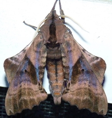 Paonias excaecata