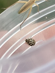 Tytthaspis sedecimpunctata