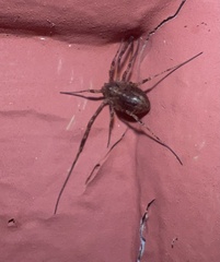 Paroligolophus agrestis