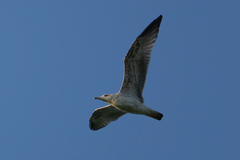 Larus michahellis