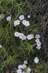 Oxalis comosa