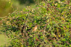 Saxicola rubetra