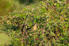 Saxicola rubetra