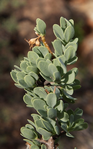 Image of Othonna cerarioides by (c) Tony Rebelo, some rights reserved (CC BY-SA)