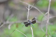 Erythrodiplax funerea