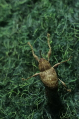 Curculio elephas