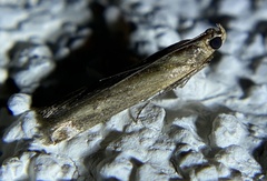 Elasmopalpus lignosella