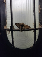 Heliothis