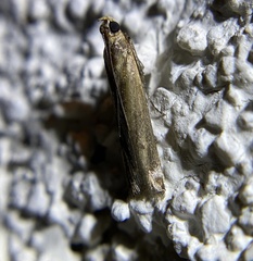 Elasmopalpus lignosella