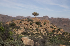 Aloidendron dichotomum