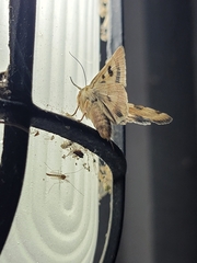 Heliothis