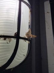 Heliothis