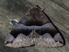 Gondysia telma