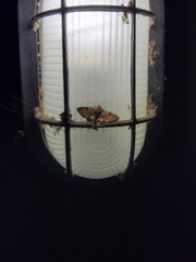 Heliothis