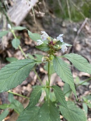 Galeopsis