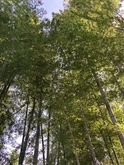 Phyllostachys edulis