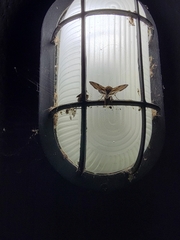 Heliothis