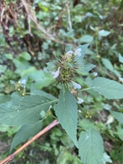 Galeopsis