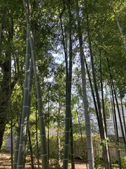 Phyllostachys edulis