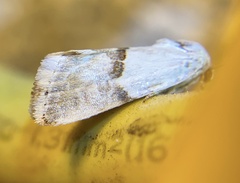 Ponometia elegantula