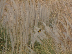 Pseudoleistes guirahuro