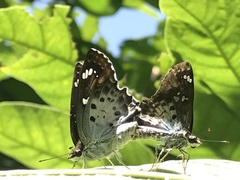 Caprona ransonnettii