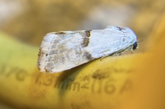 Ponometia elegantula