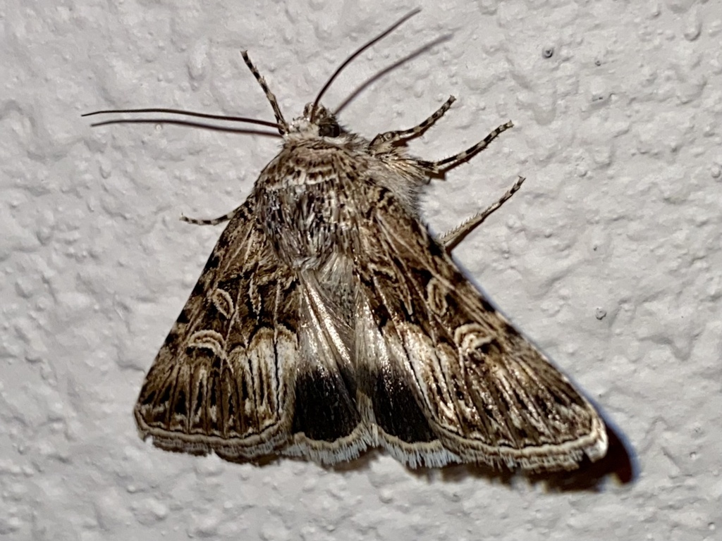 Sympistis sanina
