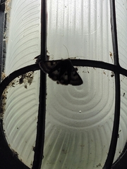Heliothis