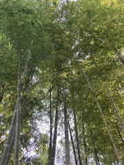 Phyllostachys edulis