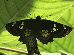Caprona ransonnettii