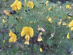 Gompholobium grandiflorum