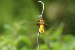 Libellula depressa