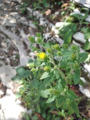 Pentanema squarrosum