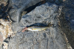 Hesperoleucus symmetricus